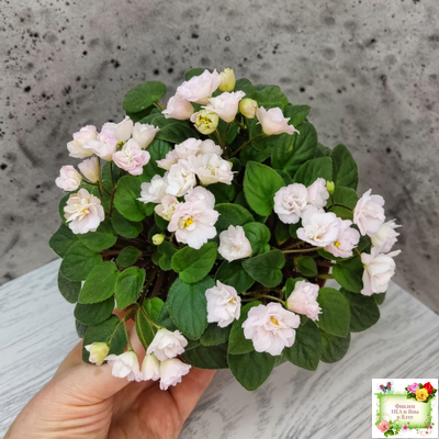 Pink Mint (S.Sorano) трейлер (пасынок срез)