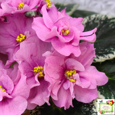 Р-Донна Роза Дальвадорес (В. Зуб) 2021 г.