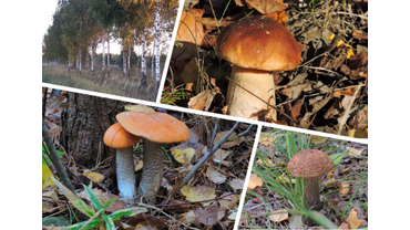 За грибами в лес ходить не нужно