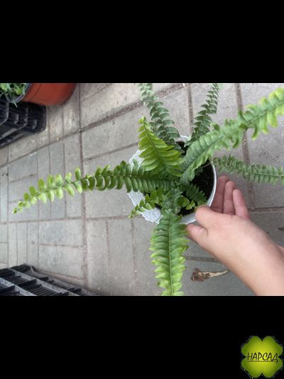 КОМНАТНЫЕ ЦВЕТЫ В АССОРТИМЕНТЕ