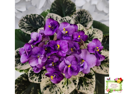 Grog (H.Pittman) (пасынок укоренённый)