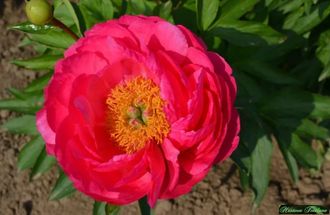Paeonia Cytherea