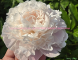 Paeonia Corinne Wersan
