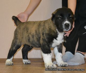 Кобель №2. ГАПЛАН (Тигровый с белым) ПРОДАН