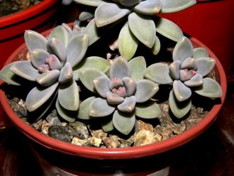 Graptosedum Francesco Baldi - 5 листочков