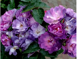 Блю фо ю ( Blue for you). Peter J. James.