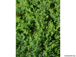 Можжевельник Ленинград - Leningrad