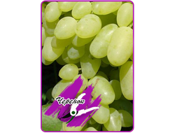 Седой (укоренённый черенок)