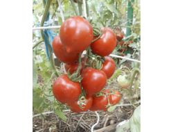 Томат Гибрид №2 Тарасенко