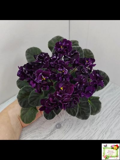 Mac&#039;s Black Uhuru (G. McDonald)