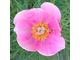 Paeonia h. “Lovely Edda”