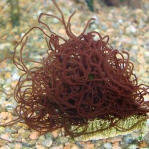 Красная водоросль Thorea hispida