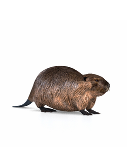 животные Бобр l2