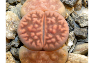 Lithops karasmontana ssp. eberlanzii C208
