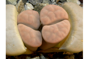 Lithops karasmontana 'opalina'
 