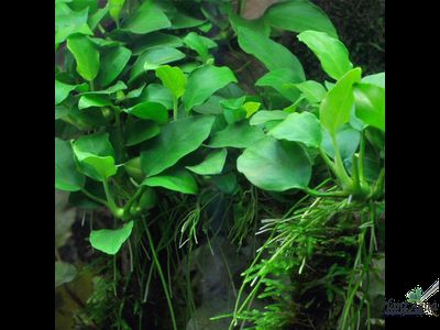 Anubias barteri var. nana