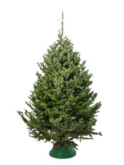 Пихта Фразера 2 - 2,25 м