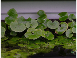 Hydrocotyle leucocephala