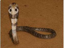 Очковая змея или индийская кобра (Naja naja)