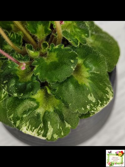 Shirl&#039;s Pip Squeak (S.Sanders) 10/14/2005 (пестролистный гёрл)