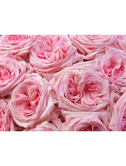 Пинк Охара (Pink O'Hara)