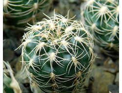 Gymnocalycium bruchii v. niveum VG 536