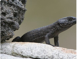 Черный поясохвост (Cordylus niger)