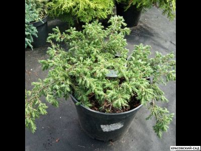 Можжевельник Репанда - Repanda