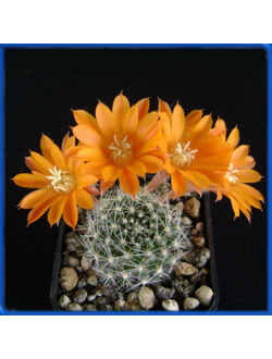 Rebutia flavistylus FR 756