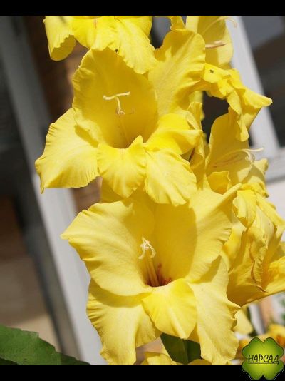 ЛУКОВИЦЫ ГЛАДИОЛУСОВ В АССОРТИМЕНТЕ КРУПНЫЙ РАЗБОР (В НАЛИЧИИ С 1 МАРТА 2024)