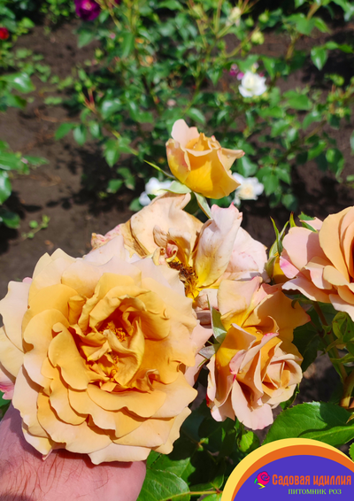 Хани Дижон (Honey Dijon)