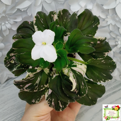 LV-Девятый Вал (Л. Шевелева) 2024 г. трейлер (пестролистный клакамас)