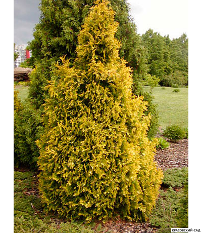 Туя Санкист - Sunkist