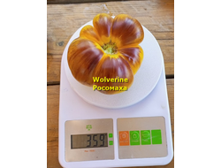 Томат Росомаха (Wolverine)