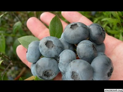 Голубика Блуэтта - Bluetta