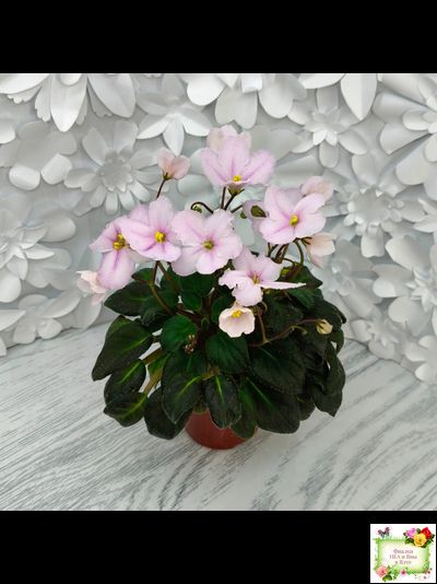 LV-Есть Время (Л. Шевелева) 2025 г. трейлер (пасынок посажен 20.01.26)