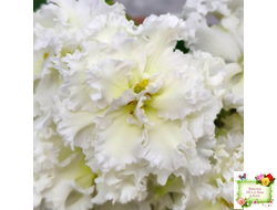 АВ-Легенда о Золотой Луне (Фиалковод) 2023 г. (лист посажен 04.09.25)