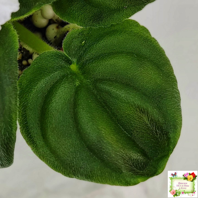 OS-Джунгарик (С.Осипова) (клакамас с кроновой пестролистностью)