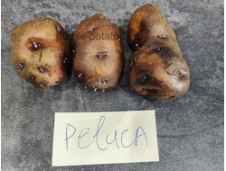 Картофель Peluca Potatoes - Пелука
