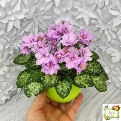 Trinket Terrific (E. Champion) (мозаичник)