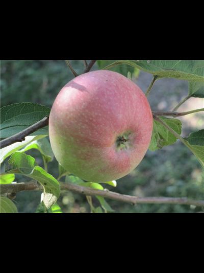 Дочь Макинтоша (яблоня)