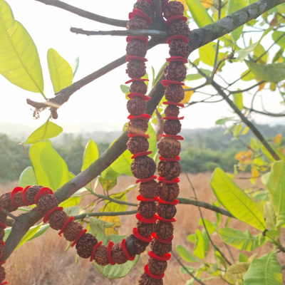 Четки Premium quality из натуральной крупной Рудракши 54 бусины красные