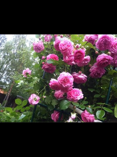 Жасмина (Jasmina)