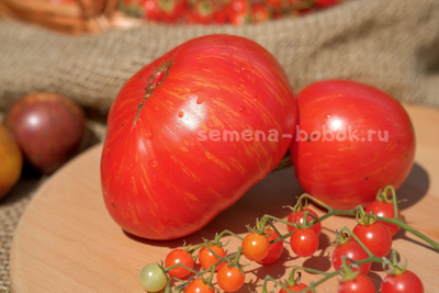 Томат Dwarf Firebird Sweet (Гном Жар-птица сладкая), 10 шт