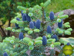 ПИХТА "БЛЮ ЭПРЕРОР" (ГОЛУБОЙ ИМПЕРАТОР) (зимовавший саженец, 40 см)