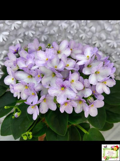 Белый Клоун (Е. и Я. Немчиновы) 2025 г. трейлер