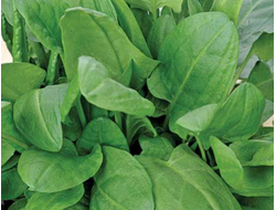 Щавель широколистный, 6 шт