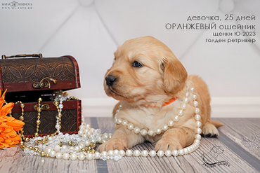 Девочка ОРАНЖЕВЫЙ ошейничек, 25 дней, Ю-2023