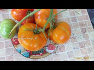 Томат Король красоты (Beauty King)