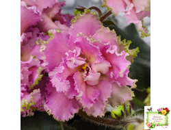 РМ-Саломея (Н. Скорнякова) 2019 г.